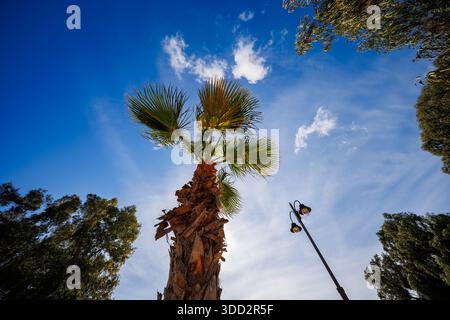 Ein dynamischer, nach oben gerichteter Blick, der die Struktur eines Palmenstamms und seine stacheligen Wedel vor einem hellblauen Himmel mit schroffen Wolken einfängt. Ein Einzelgänger Stockfoto