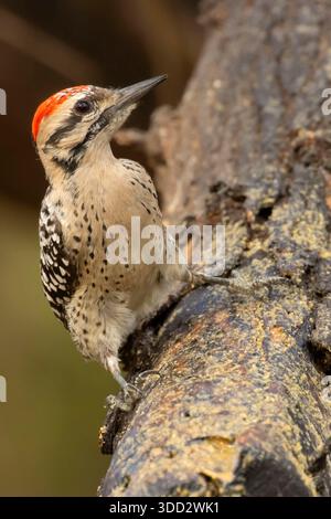 Holzspecht (Dryobates scalaris), Salineno Wildlife Preserve, Texas Stockfoto