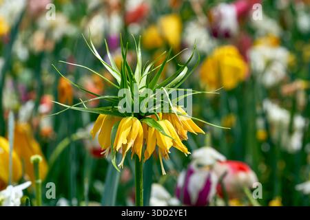 Gelbe Krone Kaiserblume in Frühlingsblüte mit den Tulpen im Hintergrund Stockfoto