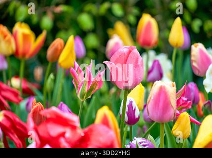 Verschiedene Arten von bunten Tulpen in Frühlingsblüte Stockfoto
