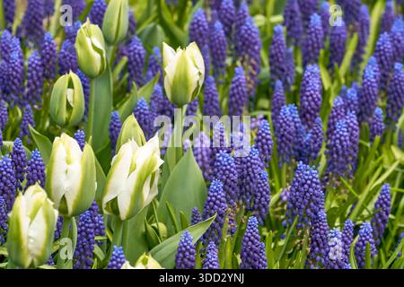 Muscari Armeniacum - Traubenhyazinthen in der Frühlingsblüte Stockfoto