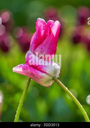 Zwei pinkfarbene Tulpen in Frühlingsblüte Stockfoto
