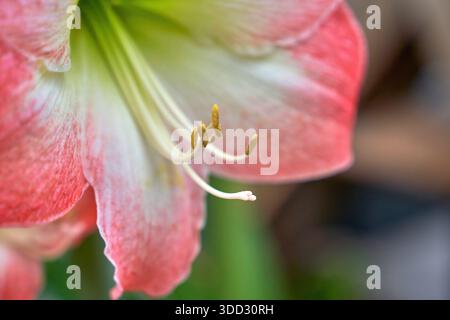 Rosa amaryllis Nahaufnahme in Frühlingsblüte Stockfoto