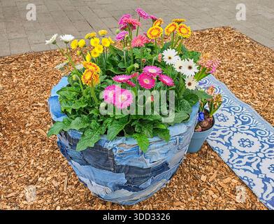 Ein Blumenstrauß aus Gänseblümchen und Gerberas in einem süßen, von Jeans entworfenen Topf Stockfoto