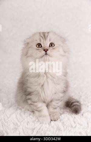 Porträt eines silbernen Scottish Fold Kätzchens auf weißem flauschigem Hintergrund Stockfoto