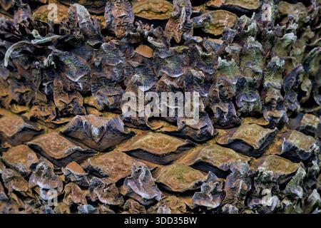 Extreme Nahaufnahme eines rauen und schuppigen Palmstamms mit Schwerpunkt auf der komplexen, sich überschneidenden diamantförmigen Textur in warmen Erdtönen. Stockfoto