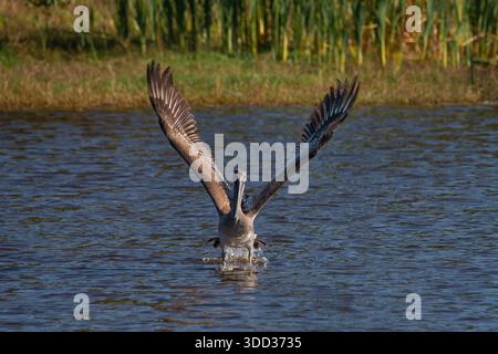 Brauner Pelikan, der fast gerade auf dem Wasser in Richtung Kamera läuft Stockfoto