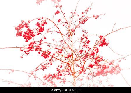 Zarte rote Beerenzweige auf weißem Hintergrund, minimalistische botanische Illustration Stockfoto