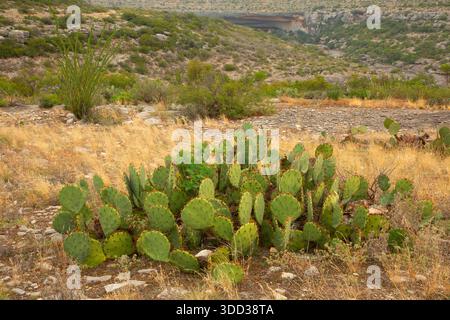 Der Windmill Nature Trail, Seminole Canyon State Park & Historic Site, Texas Stockfoto