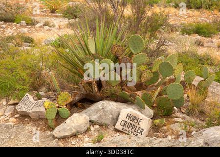 Plains Feigenkraut mit Schild am Windmill Nature Trail, Seminole Canyon State Park & Historic Site, Texas Stockfoto