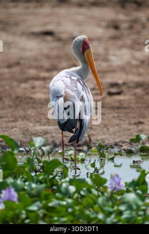 Gelber Billed Stork in Uganda, der im Wasser in der Nähe des Ufers am Nil steht Stockfoto