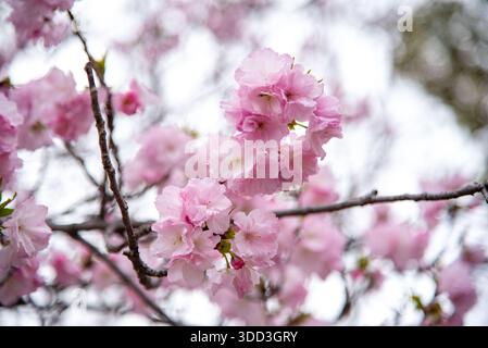 Weiche Rosa Sakura-Blüten Gegen Den Weißen Himmel. Blassrosafarbene Kirschblüten heben sich von einem bewölkten weißen Himmel ab, der die sanfte Frühlingselegantheit widerspiegelt. Stockfoto