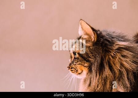 Langhaar-Tabby-Katze mit Kopierraum Stockfoto
