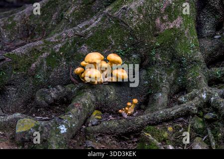 Ein Büschel gelber Pilze wächst auf den moosbedeckten Wurzeln eines Baumes im Wald von Nara, Japan. Stockfoto
