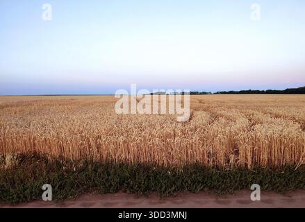 Weizenfeld mit reifenden Ähren von Weizen und blauem Himmel während Sonnenuntergang Sonnenaufgang an einem Sommerabend Morgen. Reife Spitzen von Weizen, die auf einem Weizenfeld wachsen. Agrarlandschaft Stockfoto
