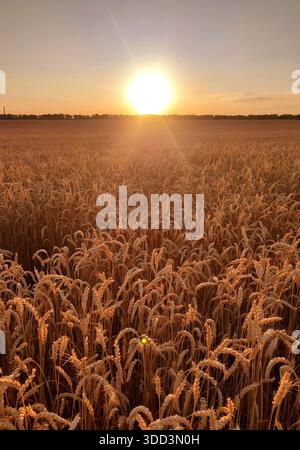 Sonnenuntergang und Sonnenaufgang im Weizenfeld. Sonnenaufgang oder Sonnenuntergang am Horizont über dem Feld der wachsenden Weizenohren am Sommerabend. Strahlende Sonne am Himmel und auf dem Feld mit Spitzen von reifem Weizen. Agrarlandschaft Stockfoto
