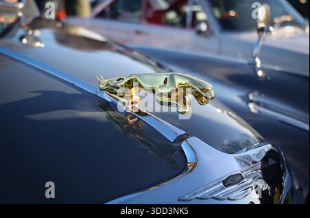 Jaguar Motorhaube/Motorhaube aus den 1960er Jahren und goldenes Emblem mit Lederoptik. Sarratt Boxing Day Classic Car Show auf dem Grün, Sarratt, Hertfordshire, England Großbritannien Stockfoto