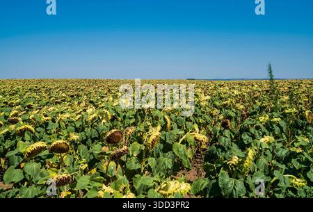 Großes Sonnenblumenfeld in Bulgarien mit herabhängenden Köpfen, bereit für die Ernte, erstreckt sich bis zum Horizont unter einem tiefblauen Sommerhimmel. Stockfoto