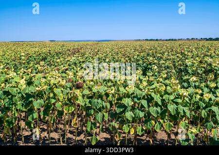 Großes Sonnenblumenfeld in Bulgarien mit herabhängenden Köpfen, bereit für die Ernte, erstreckt sich bis zum Horizont unter einem tiefblauen Sommerhimmel. Stockfoto