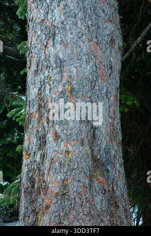 Engelmann Fichte in Anthony Lakes, Wallowa-Whitman National Forest, Elkhorn National Scenic Byway, Oregon Stockfoto
