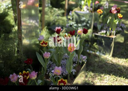 Ruhige Gartenszene mit blühenden Tulpenblüten mit leuchtenden roten rosa und gelben Blütenblättern, die im Sonnenlicht des Frühlings im Freien wachsen und fröhliche Pfirsichblüten hervorrufen Stockfoto