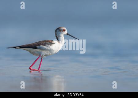 Schwarz-geflügelter Stelz in Taiwan Wattflächen mit langen rosa Beinen und schwarzen Flügeln, Nahaufnahme Stockfoto