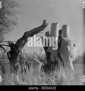 Region Donezk, Ukraine, UdSSR. Eine atmosphärische Naturstudie aus den 1970er Jahren, aufgenommen auf den Wiesen in der Nähe von Brusino. Das Bild konzentriert sich auf die skulpturale Schönheit verwitterter toter Hölzer: Massive Hohlstümpfe und trockene Schlangen, die als Naturdenkmäler in den grasbewachsenen Feldern stehen. Die strukturierte Rinde der alten Stämme steht im Kontrast zu dem weichen Gras und den weit entfernten Hainen lebender Bäume. Dieses Schwarzweißfoto dokumentiert die Rohtexturen der Wildnis und die ruhige Umgebung des friedlichen Donbas. Stockfoto