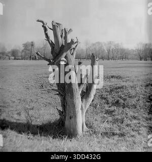 Region Donezk, Ukraine, UdSSR. Eine atmosphärische Naturstudie aus den 1970er Jahren, aufgenommen auf den Wiesen in der Nähe von Brusino. Das Bild konzentriert sich auf die skulpturale Schönheit verwitterter toter Hölzer: Massive Hohlstümpfe und trockene Schlangen, die als Naturdenkmäler in den grasbewachsenen Feldern stehen. Die strukturierte Rinde der alten Stämme steht im Kontrast zu dem weichen Gras und den weit entfernten Hainen lebender Bäume. Dieses Schwarzweißfoto dokumentiert die Rohtexturen der Wildnis und die ruhige Umgebung des friedlichen Donbas. Stockfoto