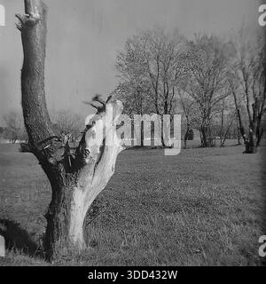 Region Donezk, Ukraine, UdSSR. Eine atmosphärische Naturstudie aus den 1970er Jahren, aufgenommen auf den Wiesen in der Nähe von Brusino. Das Bild konzentriert sich auf die skulpturale Schönheit verwitterter toter Hölzer: Massive Hohlstümpfe und trockene Schlangen, die als Naturdenkmäler in den grasbewachsenen Feldern stehen. Die strukturierte Rinde der alten Stämme steht im Kontrast zu dem weichen Gras und den weit entfernten Hainen lebender Bäume. Dieses Schwarzweißfoto dokumentiert die Rohtexturen der Wildnis und die ruhige Umgebung des friedlichen Donbas. Stockfoto