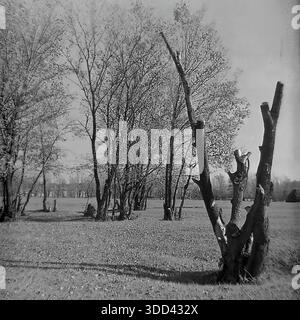 Region Donezk, Ukraine, UdSSR. Eine atmosphärische Naturstudie aus den 1970er Jahren, aufgenommen auf den Wiesen in der Nähe von Brusino. Das Bild konzentriert sich auf die skulpturale Schönheit verwitterter toter Hölzer: Massive Hohlstümpfe und trockene Schlangen, die als Naturdenkmäler in den grasbewachsenen Feldern stehen. Die strukturierte Rinde der alten Stämme steht im Kontrast zu dem weichen Gras und den weit entfernten Hainen lebender Bäume. Dieses Schwarzweißfoto dokumentiert die Rohtexturen der Wildnis und die ruhige Umgebung des friedlichen Donbas. Stockfoto