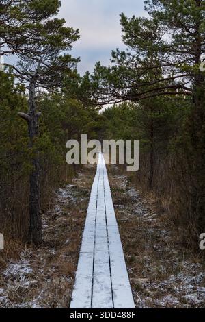 Gerader, mit weißem Schnee bedeckter Holzsteg führt im Winter durch einen dichten Kiefernwald in einem estnischen Moor. Stockfoto