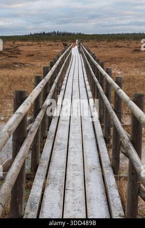 Frostiger Holzsteg führt durch eine nebelige Herbstmoorlandschaft in Estland, friedlicher Naturpfad zum Wandern und Reisen. Stockfoto