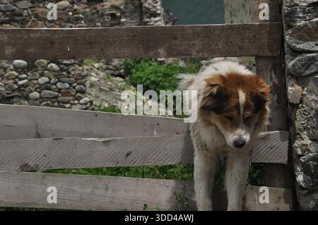 A dog rests its head on a wooden fence in a scenic rural setting. Stone buildings and lush greenery are visible in the background under clear skies. Stockfoto