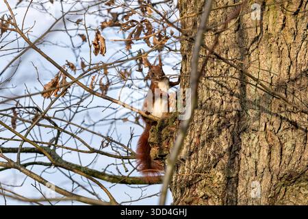 Eurasisches Rothörnchen (Sciurus vulgaris) im Baum Stockfoto