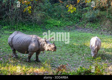 Ein größeres einhörniges Nashorn mit Kalb im Kaziranga-Nationalpark assam Indien, das seine dicke gepanzerte Haut und seine starke Präsenz unterstreicht. Stockfoto