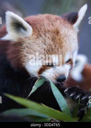 Roter Panda isst Bambus aus nächster Nähe, ein gefährdetes asiatisches Säugetier und beliebtes Naturschutzsymbol in einer natürlichen Zooumgebung Stockfoto