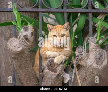 Eine Ingwerfarbene Tabbykatze, die auf einem großen Schneidestamm einer Riesenpflanze liegt und von ihrem Beobachtungspunkt, Korfu, Griechenland, aus blickt Stockfoto