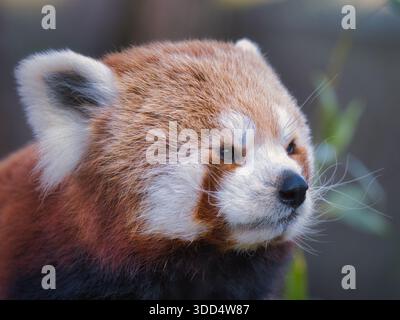 Nahaufnahme eines roten Panda mit weichem natürlichem Licht und verschwommenem Hintergrund, ein gefährdetes exotisches Säugetier und beliebtes Naturschutzsymbol Stockfoto