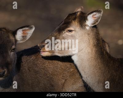 Nahaufnahme eines Hirsches in sanftem Tageslicht, mit eleganten Tiermerkmalen und ruhiger Tierwelt in friedlicher Natur Stockfoto