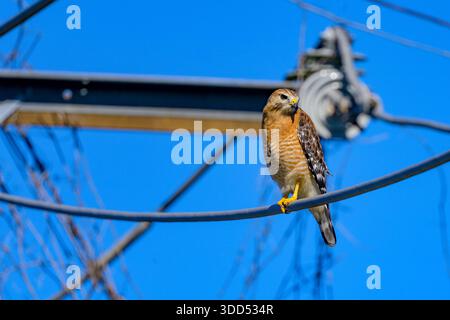 Red Shoulder Falke an einem Draht in New Orleans, LA, USA Stockfoto