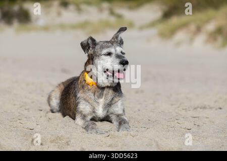 Ältere Mischhunde ruhen am Strand auf dem Hintergrund des Huskys aus Stockfoto