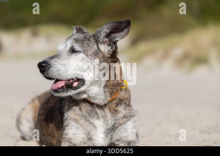 Ältere Mischhunde ruhen am Strand auf dem Hintergrund des Huskys aus Stockfoto