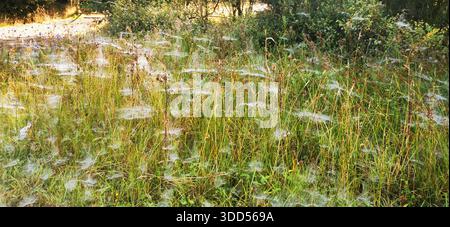Zarte Spinnennetze erstrecken sich über blühendes Gras, fangen sanft den Morgentau ein und verwandeln eine gewöhnliche Wiese in ein schimmerndes Naturkunstwerk Stockfoto