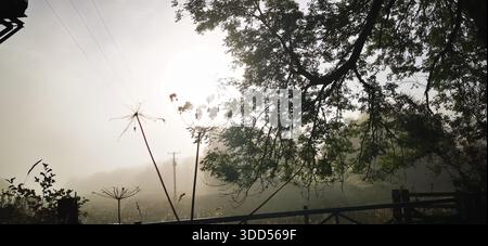 Ein nebeliger, nostalgischer Morgen, an dem sanftes Licht durch Äste fließt und die ruhige Landschaft in Ruhe, Stille und sanfte Erinnerungen umhüllt Stockfoto