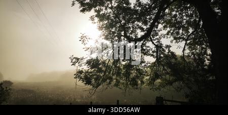Ein nebeliger, nostalgischer Morgen, an dem sanftes Licht durch Äste fließt und die ruhige Landschaft in Ruhe, Stille und sanfte Erinnerungen umhüllt Stockfoto