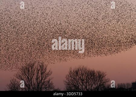 Murmeln von Starlingen im Naturschutzgebiet North Cave Wetlands Stockfoto