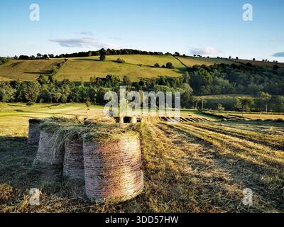 Goldene Heuballen ruhen auf sanften Feldern in der Nähe von Blairgowrie und fangen die ruhige ländliche Schönheit der schottischen Landschaft im warmen Abendlicht ein Stockfoto