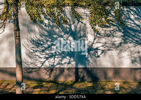 Schatten eines Baumes, der auf eine weiße Wand gegossen wird, mit Efeu darüber und Kopfsteinpflasterboden darunter, gefangen im warmen Sonnenlicht. Selektiver Fokus. Stockfoto