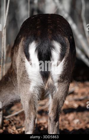 Rückansicht eines niedlichen europäischen Brachkitzes (Dama dama) Stockfoto