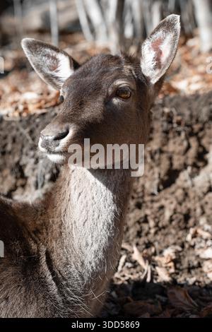 Nahaufnahme des Damhirsches (Dama dama) Tierporträt Stockfoto